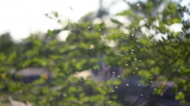 Small Insects Swarm Rays Evening Summer Sun Background Tree Foliage — Vídeo de Stock