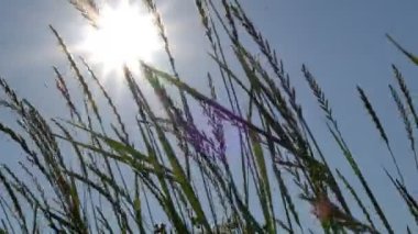 Güneş ışınları yeşil yaprakları delip geçiyor ve bir yaz günü ağaçların dallarını kesiyor. Statik Rafting Odaklanma Çekimi