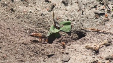 Representatives of Pemphredoninae hunters. Earthen wasps.Pemphredoninae hunters. Close-up of a family of wasps Polistes nimpha flying over the entrance to the earthen nest under the stump of a tree in brown roots in the foothills