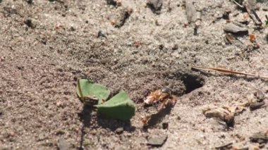Representatives of Pemphredoninae hunters. Earthen wasps.Pemphredoninae hunters. Close-up of a family of wasps Polistes nimpha flying over the entrance to the earthen nest under the stump of a tree in brown roots in the foothills