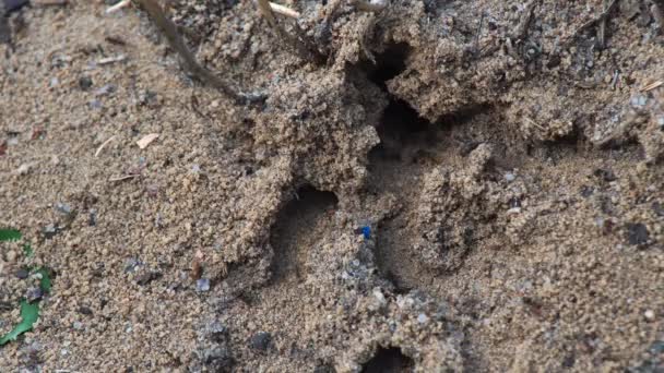 City Ants Wings Move Another Place Flying Insects Sand Background — Stock Video
