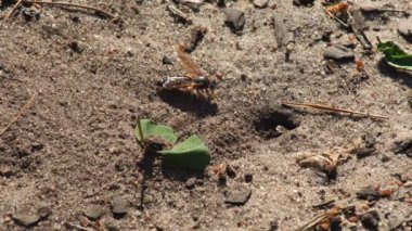 Representatives of Pemphredoninae hunters. Earthen wasps.Pemphredoninae hunters. Close-up of a family of wasps Polistes nimpha flying over the entrance to the earthen nest under the stump of a tree in brown roots in the foothills