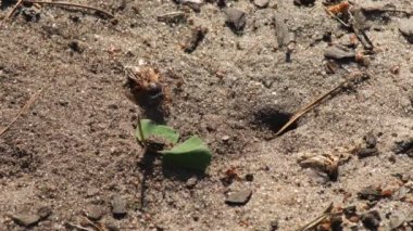 Representatives of Pemphredoninae hunters. Earthen wasps.Pemphredoninae hunters. Close-up of a family of wasps Polistes nimpha flying over the entrance to the earthen nest under the stump of a tree in brown roots in the foothills