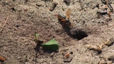 Representatives of Pemphredoninae hunters. Earthen wasps.Pemphredoninae hunters. Close-up of a family of wasps Polistes nimpha flying over the entrance to the earthen nest under the stump of a tree in brown roots in the foothills