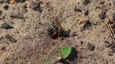 Representatives of Pemphredoninae hunters. Earthen wasps.Pemphredoninae hunters. Close-up of a family of wasps Polistes nimpha flying over the entrance to the earthen nest under the stump of a tree in brown roots in the foothills