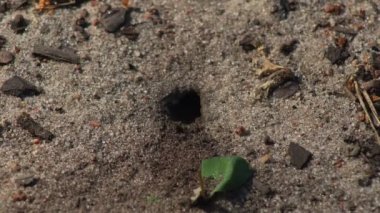 Representatives of Pemphredoninae hunters. Earthen wasps.Pemphredoninae hunters. Close-up of a family of wasps Polistes nimpha flying over the entrance to the earthen nest under the stump of a tree in brown roots in the foothills