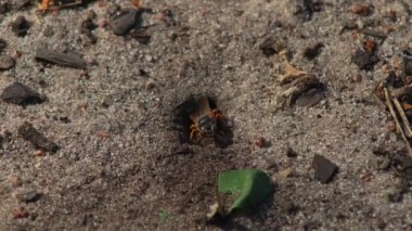 Representatives of Pemphredoninae hunters. Earthen wasps.Pemphredoninae hunters. Close-up of a family of wasps Polistes nimpha flying over the entrance to the earthen nest under the stump of a tree in brown roots in the foothills
