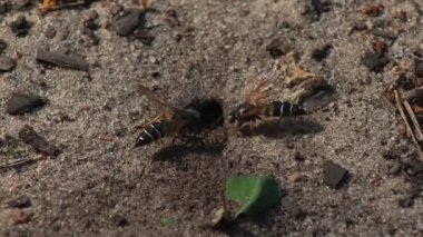 Representatives of Pemphredoninae hunters. Earthen wasps.Pemphredoninae hunters. Close-up of a family of wasps Polistes nimpha flying over the entrance to the earthen nest under the stump of a tree in brown roots in the foothills