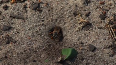 Representatives of Pemphredoninae hunters. Earthen wasps.Pemphredoninae hunters. Close-up of a family of wasps Polistes nimpha flying over the entrance to the earthen nest under the stump of a tree in brown roots in the foothills
