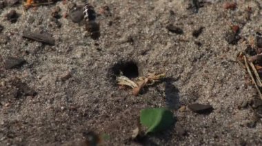 Representatives of Pemphredoninae hunters. Earthen wasps.Pemphredoninae hunters. Close-up of a family of wasps Polistes nimpha flying over the entrance to the earthen nest under the stump of a tree in brown roots in the foothills