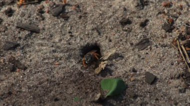 Representatives of Pemphredoninae hunters. Earthen wasps.Pemphredoninae hunters. Close-up of a family of wasps Polistes nimpha flying over the entrance to the earthen nest under the stump of a tree in brown roots in the foothills