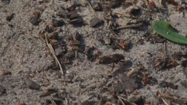 Representatives of Pemphredoninae hunters. Earthen wasps.Pemphredoninae hunters. Close-up of a family of wasps Polistes nimpha flying over the entrance to the earthen nest under the stump of a tree in brown roots in the foothills