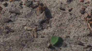 Representatives of Pemphredoninae hunters. Earthen wasps.Pemphredoninae hunters. Close-up of a family of wasps Polistes nimpha flying over the entrance to the earthen nest under the stump of a tree in brown roots in the foothills