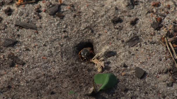 Representatives Pemphredoninae Hunters Earthen Wasps Pemphredoninae Hunters Close Family Wasps — Vídeo de Stock