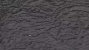 Sıcak bir yaz gününde sağanak yağmur. Yağmur sırasında bir ağacın yeşil yapraklarından damlayan yağmur damlaları..