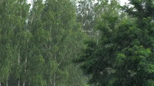 Kraftigt Regn Varm Sommardag Regndroppar Droppar Från Gröna Bladen Ett — Stockvideo