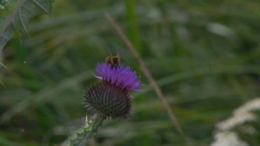Arı, yaz mevsiminde sarı çiçeği döller. Büyük marangoz arısı ile yaban arıları ve diğer arı türleri sabahları nektar toplarlar..