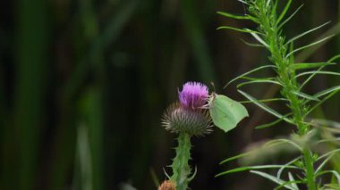 Pierisbrassicae, lahana güvesi olarak da bilinen büyük bir kelebek, bir çiçeğin üzerinde oturur ve nektar arar..