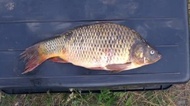 Büyük balık yakaladı. Canlı bir sazanın pulları bir nehir manzarasının arka planında güneşte parlar. Büyük sazan. Başarı, av.