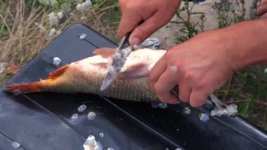 Taze balık temizleyen küçük bir bıçakla bir adamın elini yakın plan çek. Açık havada canlı balık temizliyorum. Yemek hazırlığı