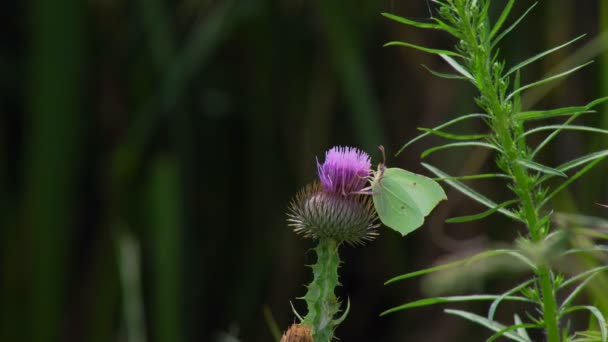 Pierisbrassicae Velký Motýl Také Nazývaný Zelná Můra Sedí Květině Pícniny — Stock video