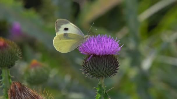 Pierisbrassicae Ein Großer Schmetterling Auch Kohlmotte Genannt Sitzt Auf Einer — Stockvideo