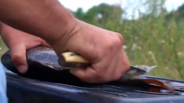 Close Mão Homem Com Uma Pequena Faca Limpeza Peixe Fresco — Vídeo de Stock
