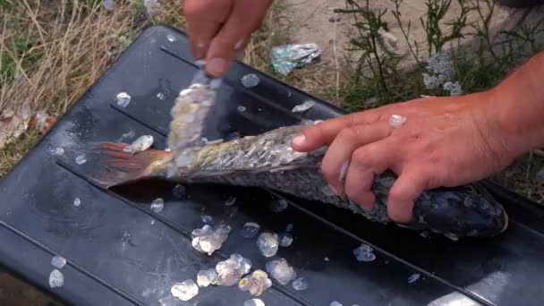 Taze Balık Temizleyen Küçük Bir Bıçakla Bir Adamın Elini Yakın — Stok video