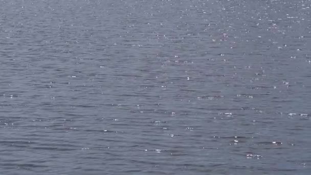 Slunce Svítí Vodu Letní Jezero Vlnky Sluneční Svit Kruhy Vlnách — Stock video