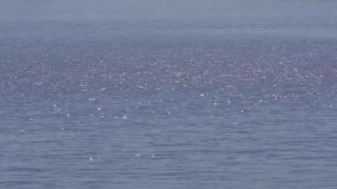 Suyun üzerinde güneş parlıyor. Yaz Gölü. Dalgalanmalar, güneş parlaması, su dalgalarında daireler çizmeler. Deniz dalgalanması. Mavi turkuaz suda güneş parlaması bulanıklaşır. Bulanık su arka planı, rahatla.