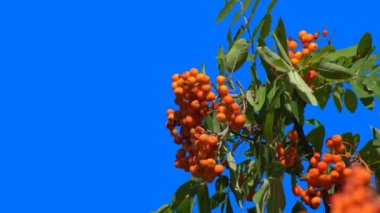 Bir yığın dağ külleri sonbaharda mavi bir arka planda yeşil bir dala tutunur..