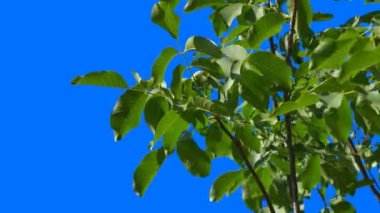 Baharda mavi arka planda ceviz yaprakları yetişiyor. Böbrekten yeni bir hayat doğuyor. Hareket eden yeşil yaprakları olan bir ağacın dalı..