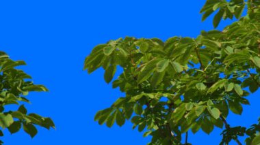 At Kestanesi Açık Mavi Arkaplanda Baharda Büyüyen Yapraklar. Bud 'dan Yeni Hayat Büyüyor. Ağaç Brunch Hareketli Yeşil Genç Yapraklar