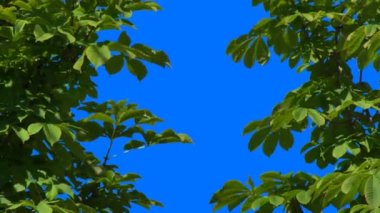 At Kestanesi Açık Mavi Arkaplanda Baharda Büyüyen Yapraklar. Bud 'dan Yeni Hayat Büyüyor. Ağaç Brunch Hareketli Yeşil Genç Yapraklar