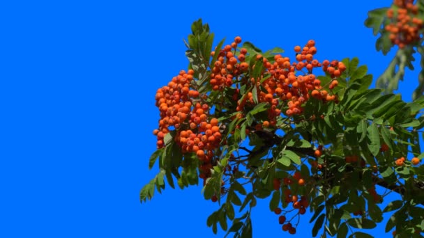 Des Grappes Frêne Montagne Pendent Sur Une Branche Verte Automne — Video