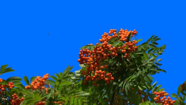 Буки Гірського Попелу Висять Зеленій Гілці Восени Синьому Фоні — стокове відео