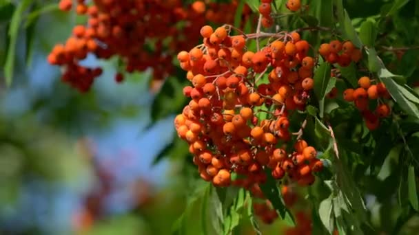 Сочные Красные Рябиновые Ягоды Ветке Дерева Здоровое Питание Витамины Пище — стоковое видео