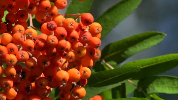 Juicy Red Rowan Berries Tree Branch Healthy Food Vitamins Food — Stock Video