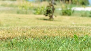 Park bölgeleri için yapay yağmur ve sulama sistemi. Su ve çimenlikteki bitkileri eşit suladım. yağmur