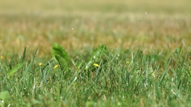 Chuva Artificial Sistema Irrigação Para Zonas Parque Água Regou Uniformemente — Vídeo de Stock