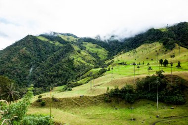 Kolombiya 'nın Quindio bölgesindeki Salento' da bulunan Cocora Vadisi 'ndeki güzel bulut ormanı ve Quindio Balmumu Palmiyeleri.