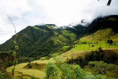 Kolombiya 'nın Quindio bölgesindeki Salento' da bulunan Cocora Vadisi 'ndeki güzel bulut ormanı ve Quindio Balmumu Palmiyeleri.