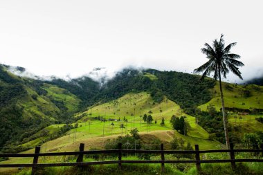 Kolombiya 'nın Quindio bölgesindeki Salento' da bulunan Cocora Vadisi 'ndeki güzel bulut ormanı ve Quindio Balmumu Palmiyeleri.