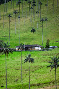 Kolombiya 'nın Quindio bölgesindeki Salento' da bulunan Cocora Vadisi 'ndeki Quindio Wax Palms..