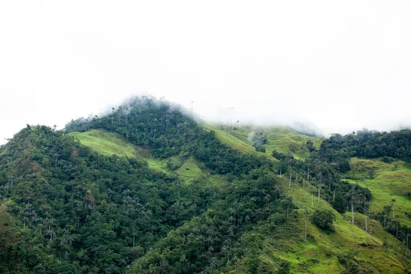 Vista Del Hermoso Bosque Nuboso Las Palmeras Cera Quindio Valle —  Fotos de Stock