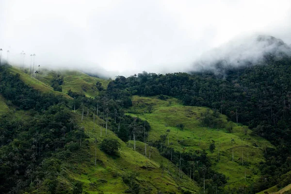 View Beautiful Cloud Forest Quindio Wax Palms Cocora Valley Located — Stock Photo, Image