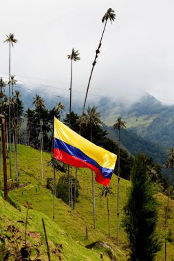 Kolombiya bayrağı ve Kolombiya Ulusal Ağacı, Cocora Vadisi dağlarındaki Quindio Wax Palm