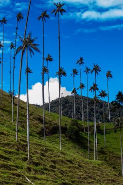 Kolombiya 'nın Quindio bölgesindeki Salento' da bulunan Cocora Vadisi 'ndeki güzel bulut ormanı ve Quindio Balmumu Palmiyeleri.