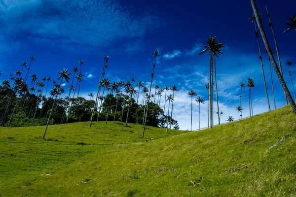 Vista Bela Floresta Nuvens Das Palmeiras Cera Quindio Vale Cocora — Fotografia de Stock