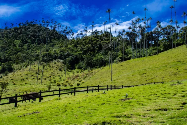 Vista Del Hermoso Bosque Nuboso Las Palmeras Cera Quindio Valle — Foto de Stock